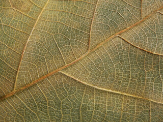 close up dry brown leaf texture ( teak leaf )