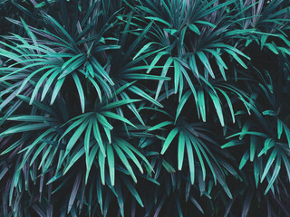blue palm leaf of lady palm ( Rhapis excelsa (Thunb.) Henry ex rehder ), vintage color tone