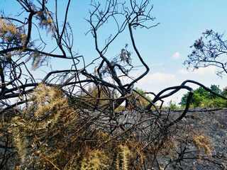 Global warming. forest fire, burnt, charred vegetation. Effect of the heat wave. 