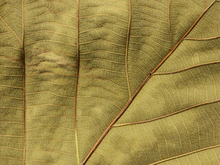 brown autumn leaf texture ( teak leaf )
