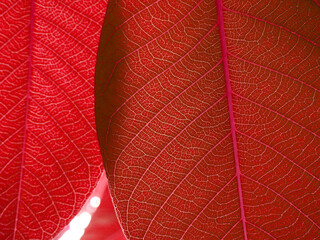 Naklejka na ściany i meble red autumn color leaf texture