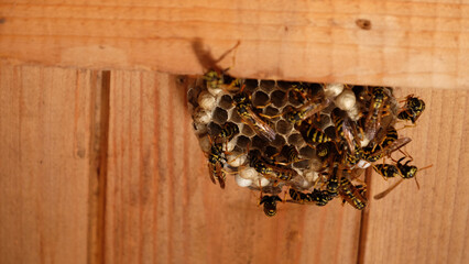 Wasps building a nest under a wooden roof in Summer - Wasps - Bees - Wespennest unter einem Holzdach 