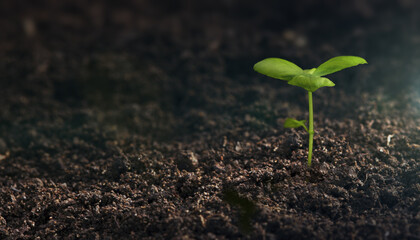 Young sprout. Earth Day. Agriculture plant seeding growing in garden, new life growth ecology...