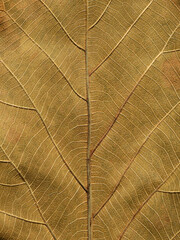 brown autumn leaf texture ( teak leaf )