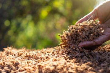 Fine coconut husks in the hands of men are used for planting trees.