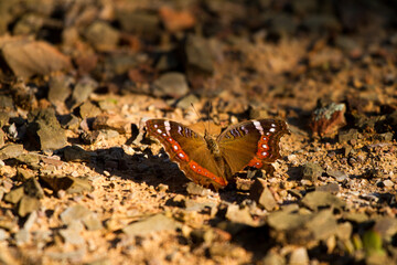 butterfly on the ground