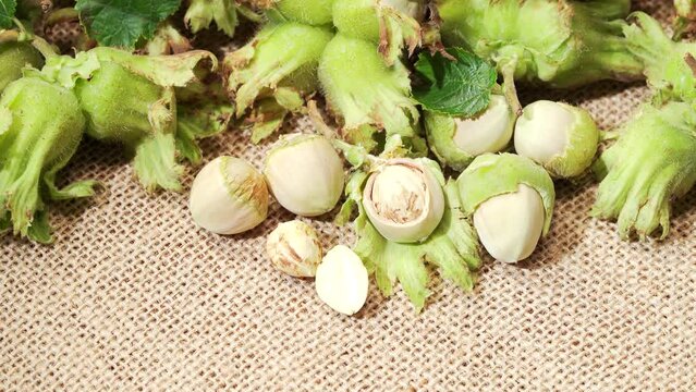 Northeast summer fresh raw hazelnuts in July