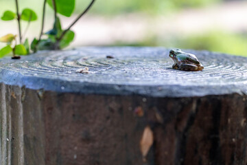 緑の中で座る日本の夏の緑色の小さいカエル
