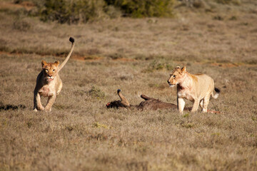 lion and lioness