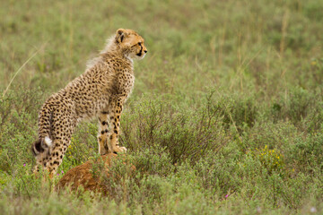 cheetah in the savannah