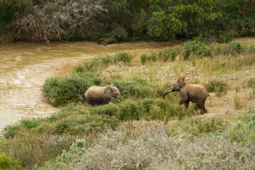 elephants by the river