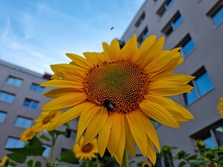 Sonnenblume mit Hummel in der Stadt 