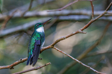A small hummingbird perched on a tree branch