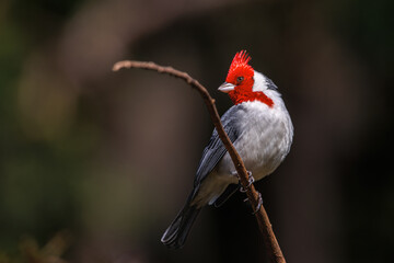 A songbird perched on a tree branch