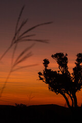 Fototapeta na wymiar sunset with tree
