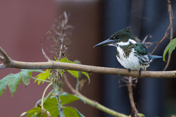 A kingfisher perched on a tree branch