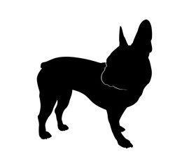 French Bulldog silhouette. Isolated on white background.