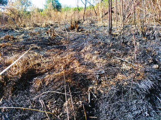 Effect of the heat wave, fire and charred forest fire