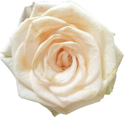  flower rose blossom cutout