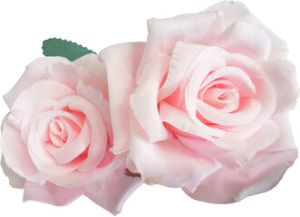 Naklejka premium flower rose blossom cutout