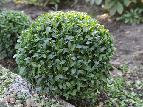 A beautiful boxwood bush in the garden, a haircut in the shape of a circle, a ball. Formation of a young boxwood bush B&uacute;xus