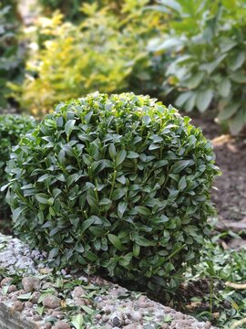 A beautiful boxwood bush in the garden, a haircut in the shape of a circle, a ball. Formation of a young boxwood bush B&uacute;xus