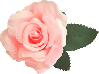  flower rose blossom cutout