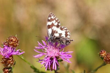 Schachbrettfalter 