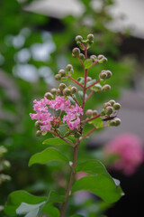 東京港区赤坂5丁目にピンクの百日紅が咲く
