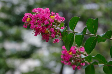 東京港区赤坂5丁目にピンクの百日紅が咲く