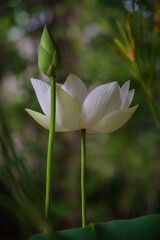 Fototapeta premium 赤坂氷川神社の手水舎に飾られた白い蓮の花