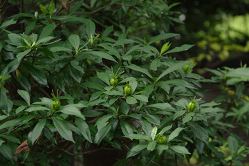 東京赤坂にある氷川神社の境内のクチナシの実
