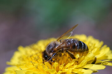 A bee collects pollen on a yellow dandelion.