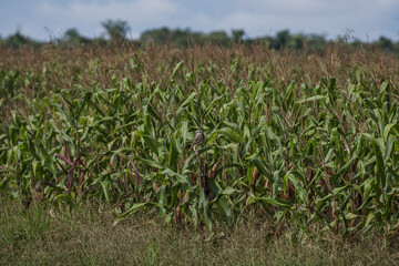 corn field in the morning with a owl