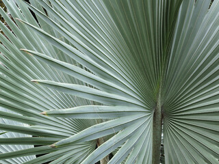 leaf of Bismarck palm ( Bismarckia nobilis )