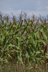 corn field and a owl