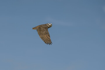 owl in the sky