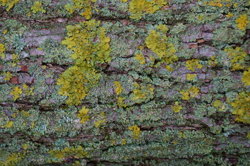 The bark of the tree is covered with yellow lichen. Natural background.