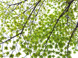 Fototapeta premium young green leaf spring on the branch of Sal tree (Shorea robusta Roxb.) on white background