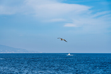 Fototapeta na wymiar Sea-gull flying above the Mediterranean Sea of Menton, a beautiful French city in the South