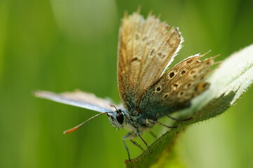 Obraz premium A close-up photo of a butterfly. Insects in the field.