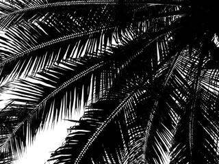 silhouette of coconut leaf background