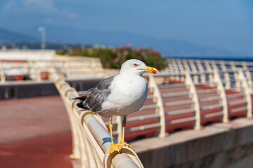 Sea-gull at the baie of Menton, a beautiful French city in the South. 