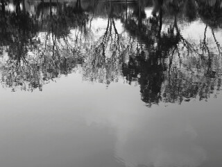 black and white water reflection of tree in the pond