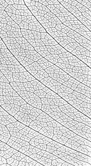 abstract vein of leaf texture, black and white design