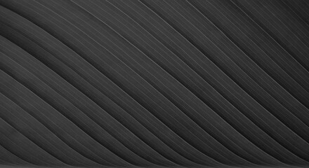 closeup shot of black leaf texture with line