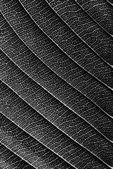 black and white leaf texture