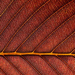Naklejka na ściany i meble close up vein brown leaf texture of Elephant apple (Dillenia indica)