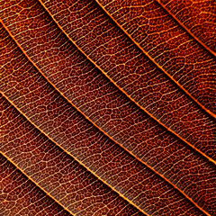 Obraz premium close up vein brown leaf texture of Elephant apple (Dillenia indica)