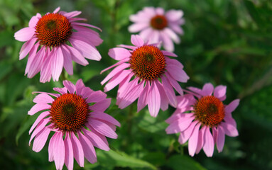 Obraz premium Echinacea purpurea,flowering medicinal plant,rudbeckia. Close up. Copy space.